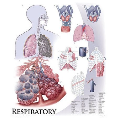 DENOYER-GEPPERT Charts/Posters, Respiratory System Mounted 1425-10